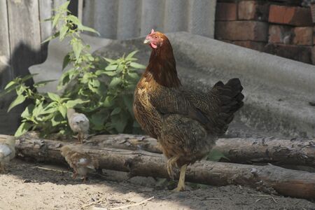 Chicken and hen in country yard - agricultural farm