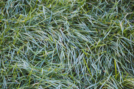 Green grass - background or texture, wide angle