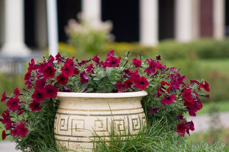 Urban gardening - bed of pink flowers in city parkの写真素材