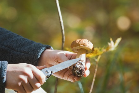 Boletus mushroom in hand and knife - autumn forestの写真素材