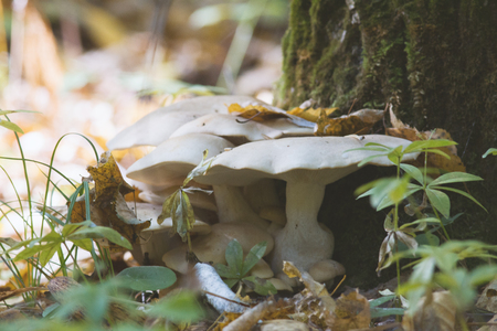 Group of mushrooms Tricholoma sudum - growing under tree in forestの写真素材