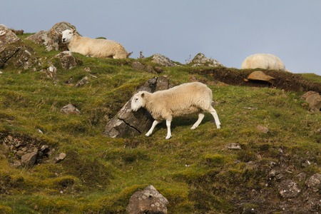 Sheep in the mountains - skye isle, Scotlandの写真素材