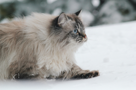 Big furry cat sneaks in the snow between the treesの写真素材