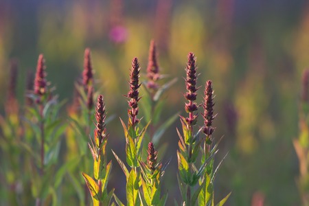 Crimson wildflower in summer field at sunset, horizontalの写真素材