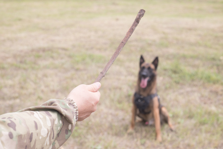 A trainer holding a stick and prepares to throw itの写真素材