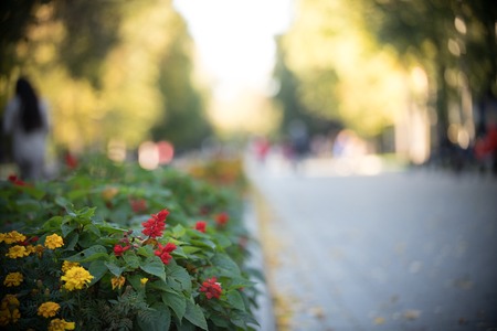 Flowering bushes in a bright daytime park with walking peopleの写真素材