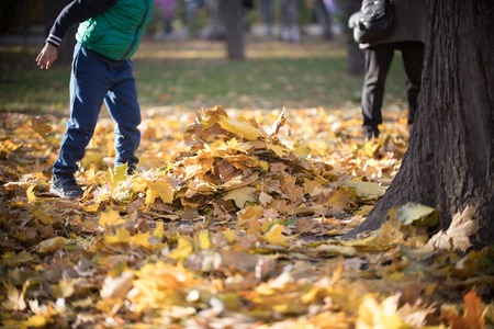 Kids playing in the autumn park. Heap of yellow leavesの写真素材