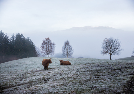 The bulls on the dolomites in the background