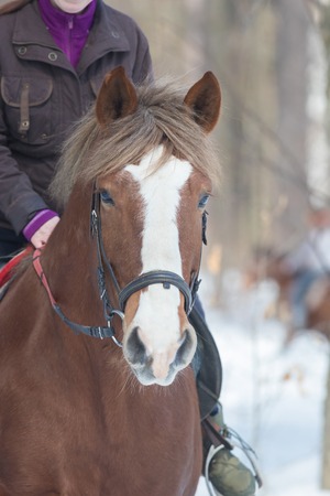 Brown horse in snowy winter forest portraitの写真素材