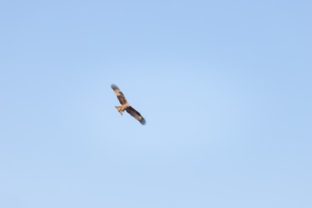 A brown eagle soaring against clear blue skyの写真素材