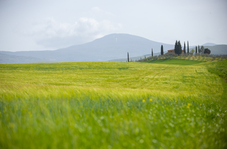 A bright green summer meadow with no people aroundの写真素材
