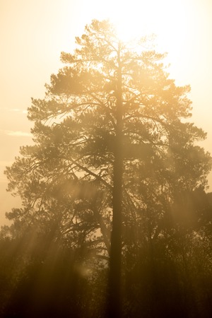 A big high tree in the sunrise lightの写真素材