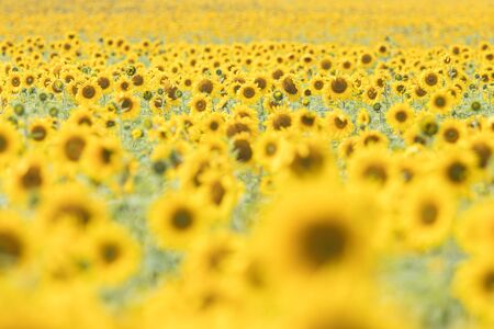 A meadow full of bright yellow sunflowers