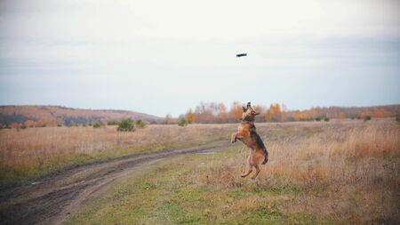 A dog is jumping and playing with a copterの写真素材