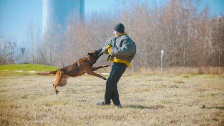 A man training his german shepherd dog - the dog clenching teeth on the hand in protective jacketの写真素材