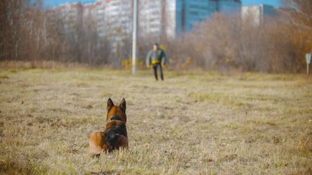 A man training his german shepherd dog - the dog sitting and waiting for the commandの写真素材