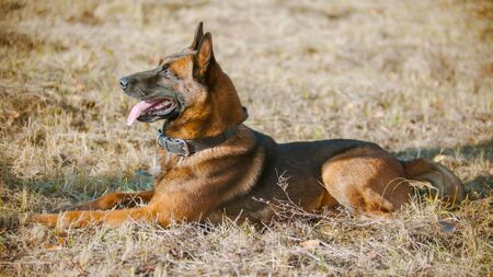 German shepherd dog lying on the grassの写真素材
