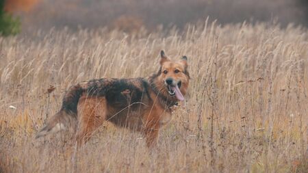 A fluffy dog standing on the autumn rye fieldの写真素材