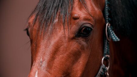 Brown horse face in leather reins indoors. Portraitの写真素材