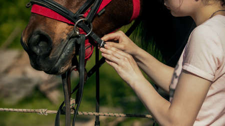 Young woman standing near the horse and puts a muzzle on itの写真素材