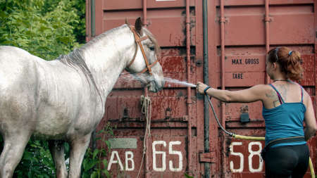 A woman washing white horse outdoors - watering the horse with water from a hoseの写真素材