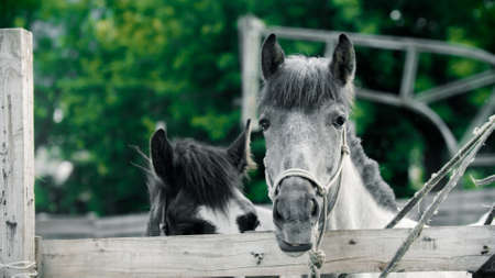 Two little horses standing in the paddock outdoors