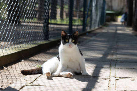 Stray street cat sits on the sidewalk