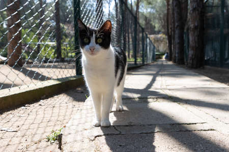Stray street cat with big green eyes on the sidewalk
