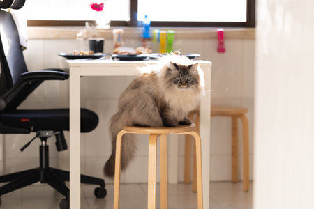 Fluffy cat sitting on a stool in the kitchenの写真素材