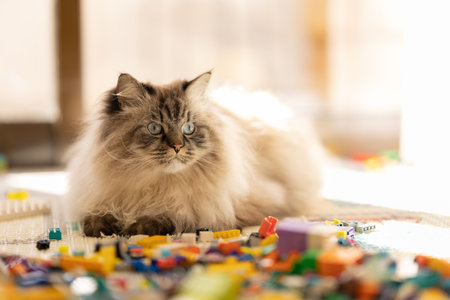 A fluffy cat with blue eyes sits in the middle of the construction setの写真素材