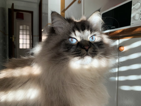 Cute fluffy cat with blue eyes - striped lighting through the blindsの写真素材