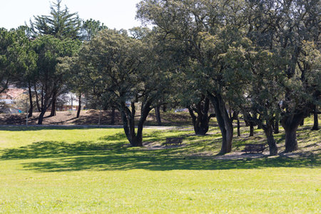 Benches under the big oak tree in a green parkの写真素材
