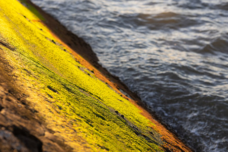 Green moss illuminated by the sun on a rock by the seaの写真素材