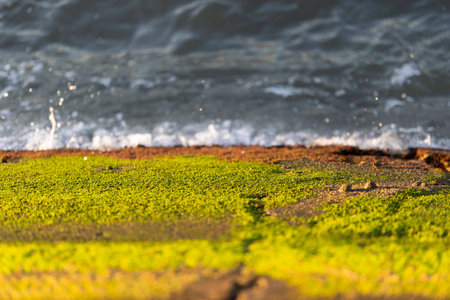 Green moss on a rock by the sea