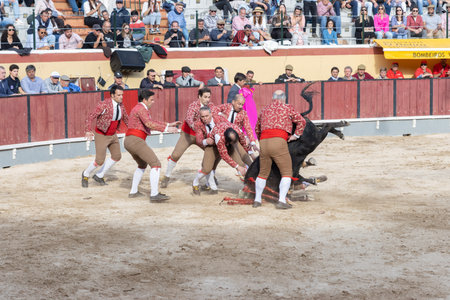 March 26, 2023 Lisbon, Portugal: Tourada - forcado team against the bull on the arenaのeditorial素材