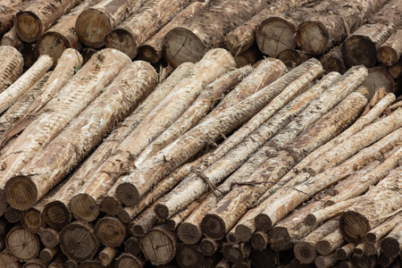 A pile of wooden peeled logs