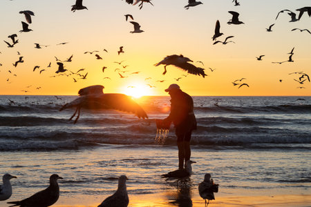 14 october 2022 Lisbon, Portugal: a man stands on the seashore at a bright sunset and washes the caught fish while seagulls fly aroundのeditorial素材