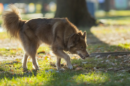 Brown dog with fluffy tail