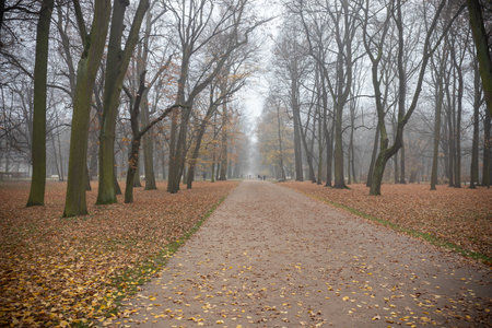 Autumn park with red fallen leaves and big spooky treesの写真素材