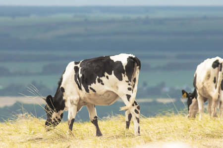 A Serene Pastoral Scene: Cows Grazing in a Lush Green Fieldの写真素材