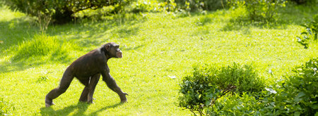 Monkey in Motion - chimpanzee o n green meadowの写真素材