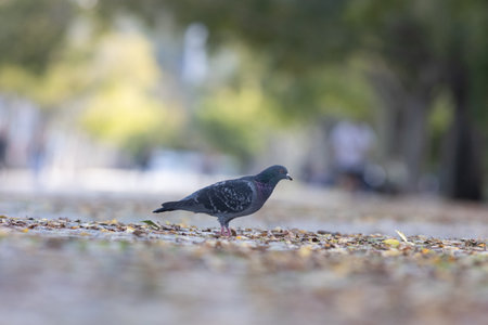 A pigeon standing on the ground in a parkの写真素材