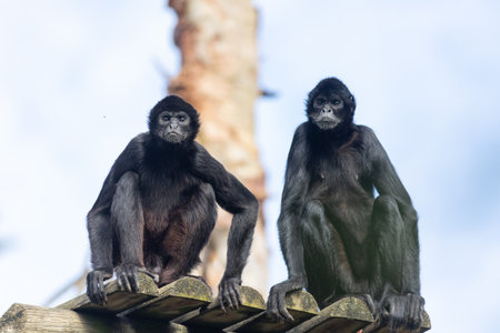Two Playful Monkeys Enjoying Each Others Company on a Rustic Wooden Postの写真素材