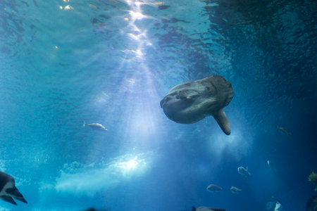 A large fish moon is swimming in a tank with other fish