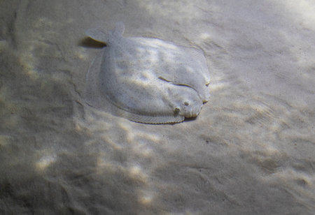 A fish flounder is laying on the sand