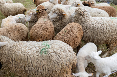 A herd of sheep are grazing in a field