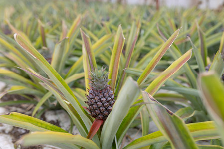 A pineapple is growing on a plantの写真素材