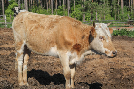 Brown spotted cow walks at village near fence - Russian countrysideの写真素材