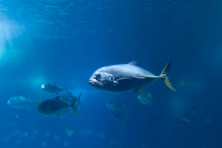 Caranx fishes swimming in a blue aquariumの写真素材