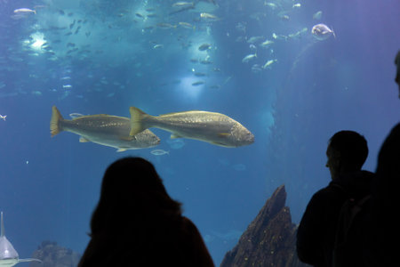 Black silhouettes of visitors to the oceanarium look at the fish behind the glass of the aquariumの写真素材